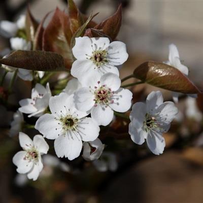 精选清新唯美的花朵微信高清头像图片