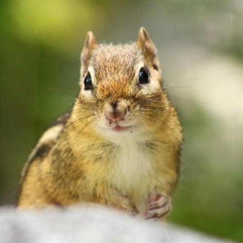 小巧可爱的动物-金花鼠微信头像图片