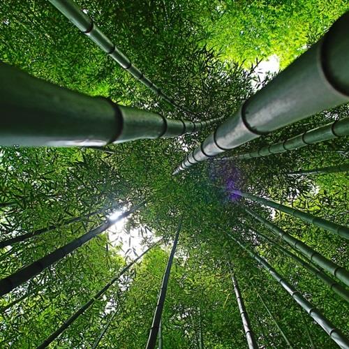 绿色护眼的竹林唯美微信头像图片