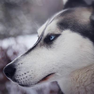 拆家小能手二哈-憨憨可爱的哈士奇头像图片