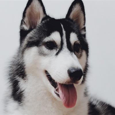 拆家小能手二哈-憨憨可爱的哈士奇头像图片