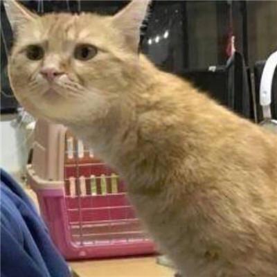 笑死个人的搞笑萌宠小猫咪可爱头像