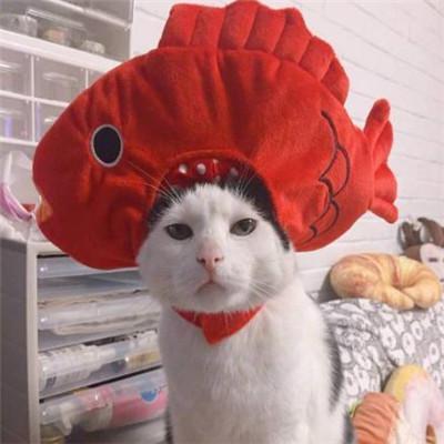 笑死个人的搞笑萌宠小猫咪可爱头像