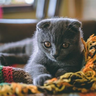 可爱萌宠灰色折耳猫咪头像图片