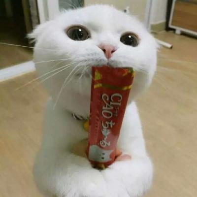 呆萌可爱的白色猫咪搞怪创意高清头像图片