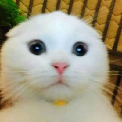 呆萌可爱的白色猫咪搞怪创意高清头像图片