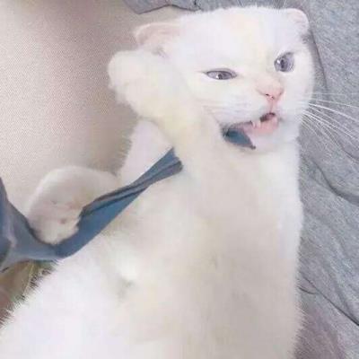 呆萌可爱的白色猫咪搞怪创意高清头像图片