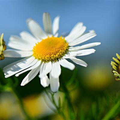 小雏菊的花语暗恋-春日小清新花卉头像图片