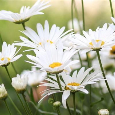 小雏菊的花语暗恋-春日小清新花卉头像图片