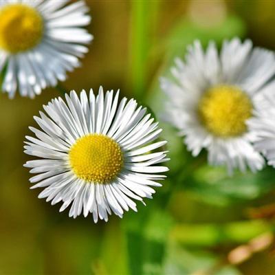 小雏菊的花语暗恋-春日小清新花卉头像图片