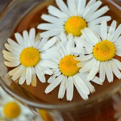 小雏菊的花语暗恋-春日小清新花卉头像图片