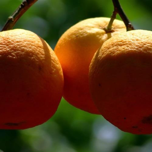 青涩到黄橙橙的橘子微信头像图片