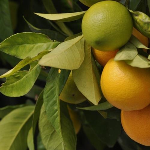 青涩到黄橙橙的橘子微信头像图片