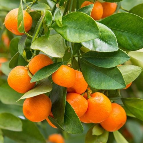 青涩到黄橙橙的橘子微信头像图片