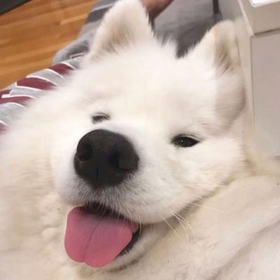 可爱乖巧呆萌的宠物狗狗创意头像
