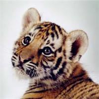 可爱小老虎头像·威武霸气的老虎头像图片