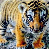 可爱小老虎头像·威武霸气的老虎头像图片