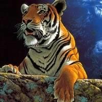 可爱小老虎头像·威武霸气的老虎头像图片