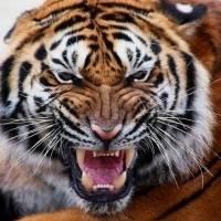 可爱小老虎头像·威武霸气的老虎头像图片