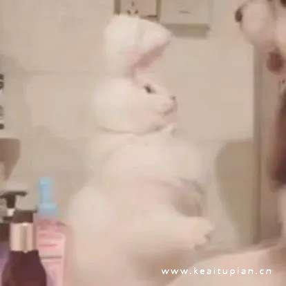 精选可爱创意的情侣宠物头像图片