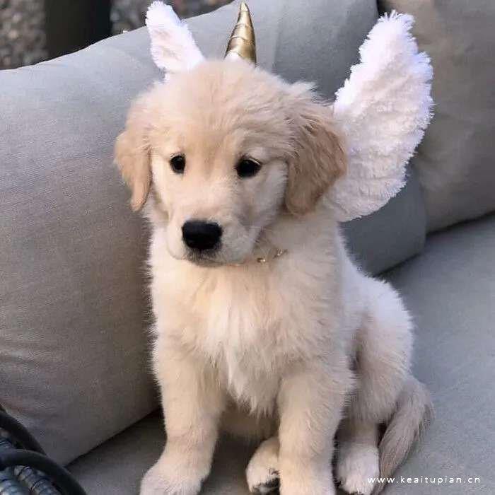 精选可爱创意的情侣宠物头像图片