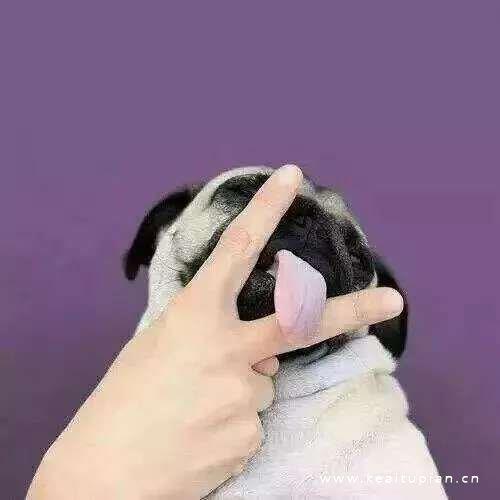 精选可爱创意的情侣宠物头像图片