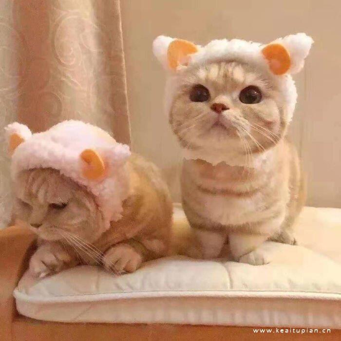 创意可爱的猫狗高清头像图片