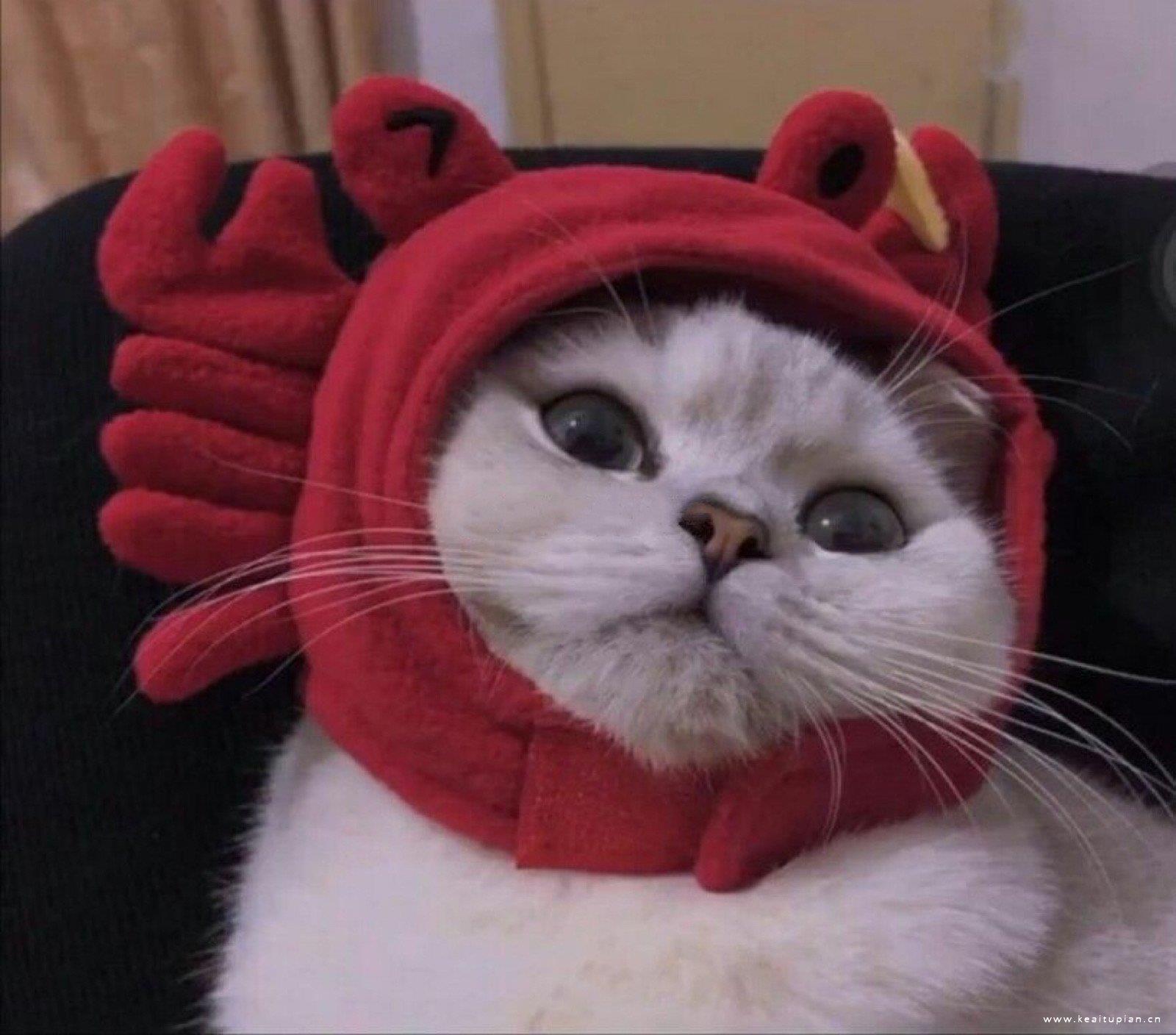 创意可爱的猫狗高清头像图片