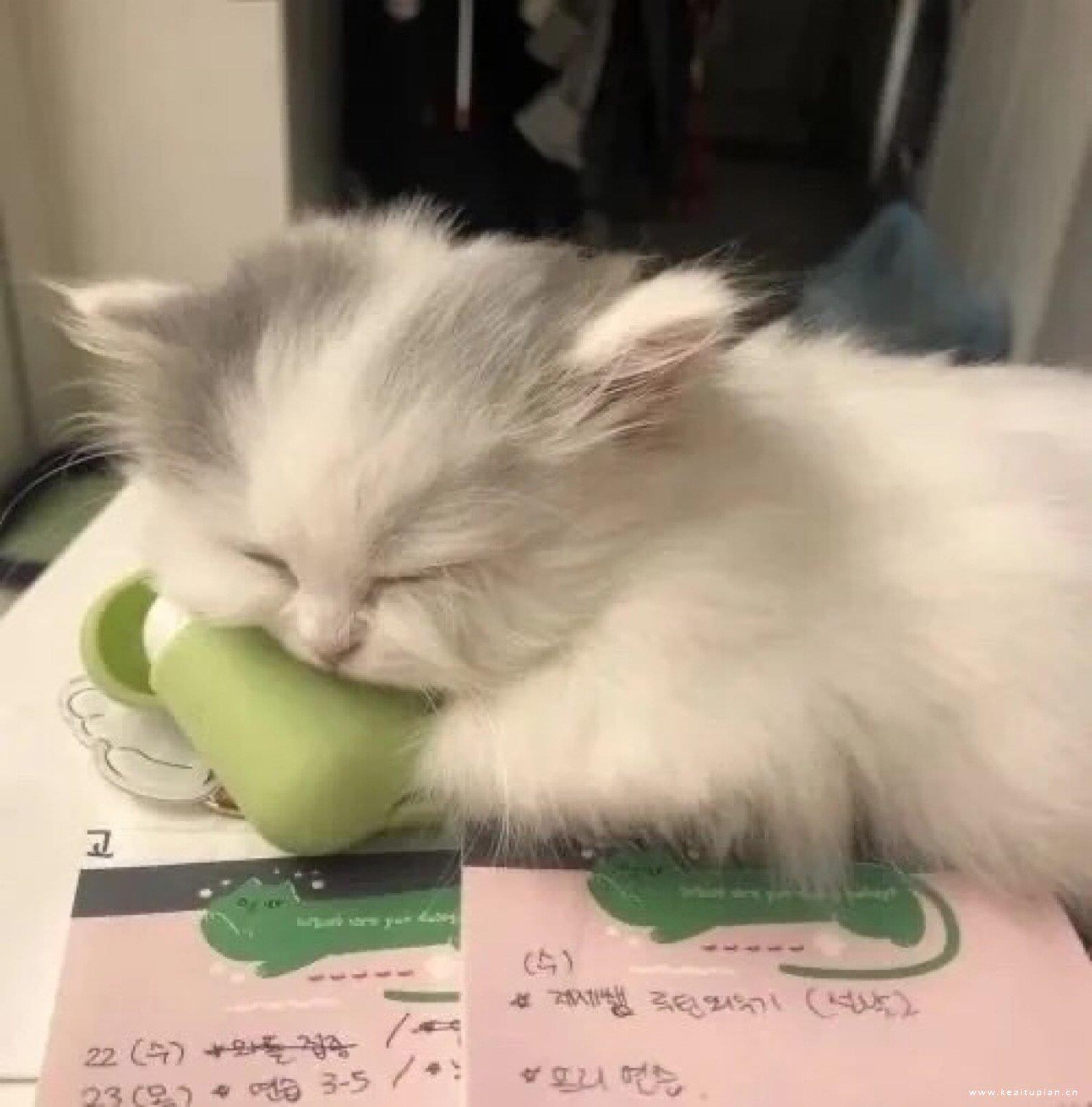 创意可爱的猫狗高清头像图片