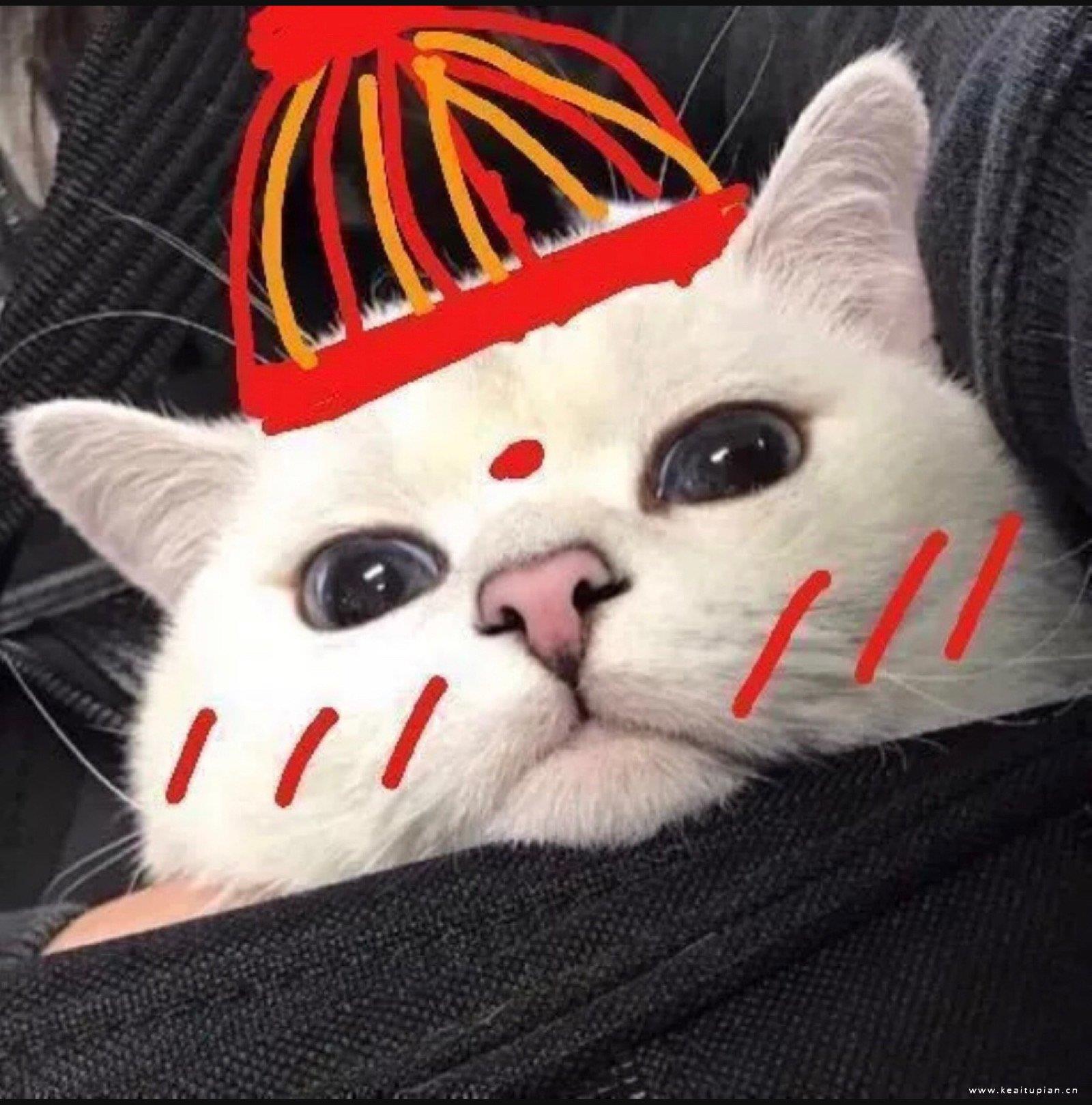 创意可爱的猫狗高清头像图片