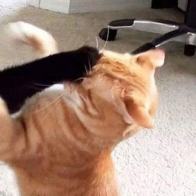 可爱搞怪小猫咪情侣头像图片大全