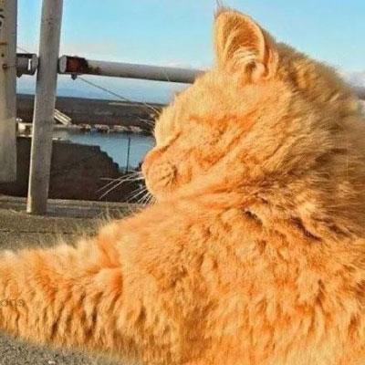 可爱搞怪小猫咪情侣头像图片大全
