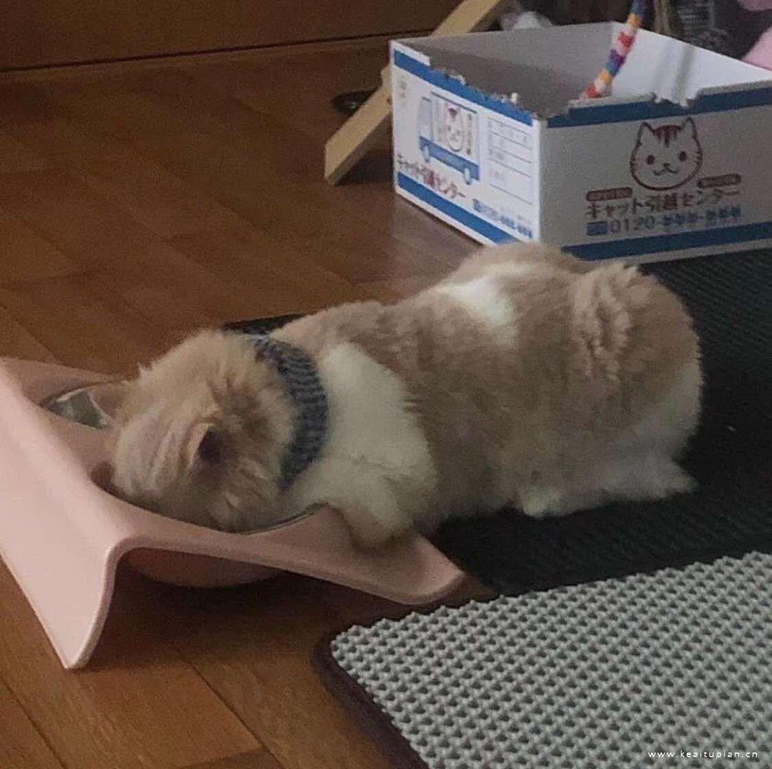 可爱萌宠猫咪自闭呆萌高清头像图片大全