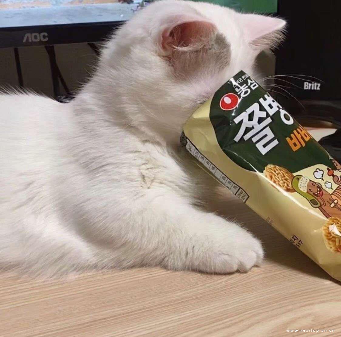 可爱萌宠猫咪自闭呆萌高清头像图片大全