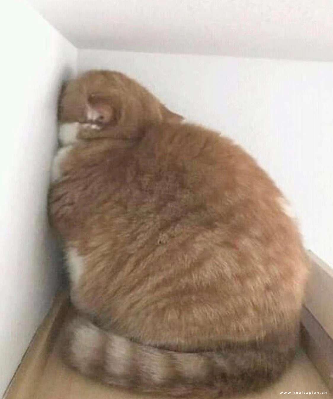 可爱萌宠猫咪自闭呆萌高清头像图片大全