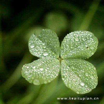 绿色小清新四叶草清新幸运草qq头像