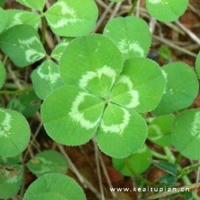 绿色小清新四叶草清新幸运草qq头像