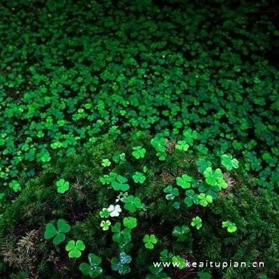 绿色小清新四叶草清新幸运草qq头像