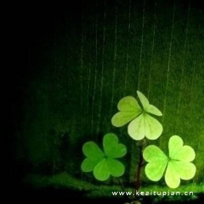 绿色小清新四叶草清新幸运草qq头像