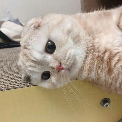 好笑又可爱的搞怪猫咪头像图片