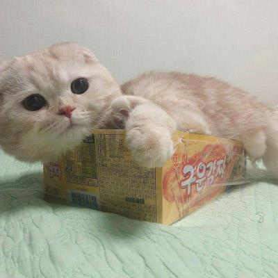 好笑又可爱的搞怪猫咪头像图片