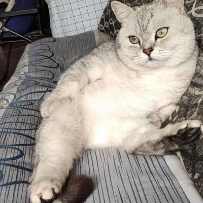 好笑又可爱的搞怪猫咪头像图片