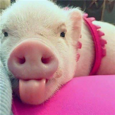 真实可爱的迷你小猪呆萌头像图片大全