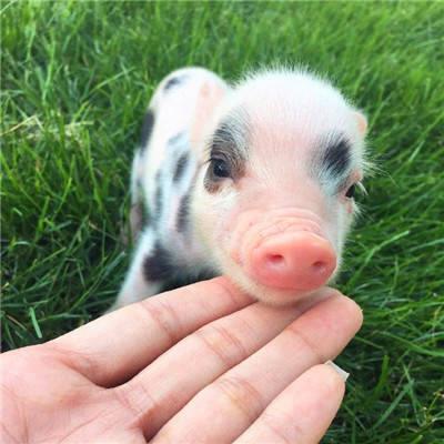真实可爱的迷你小猪呆萌头像图片大全