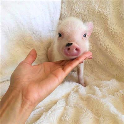 真实可爱的迷你小猪呆萌头像图片大全