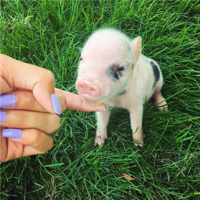 真实可爱的迷你小猪呆萌头像图片大全