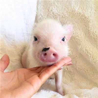 真实可爱的迷你小猪呆萌头像图片大全