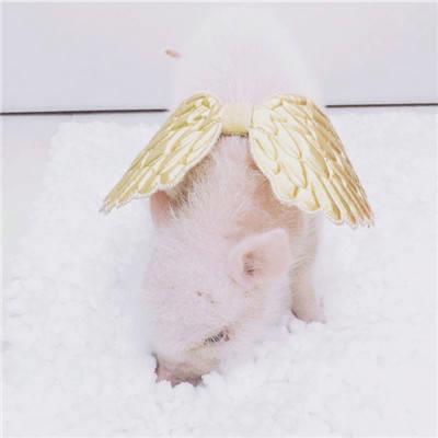 真实可爱的迷你小猪呆萌头像图片大全