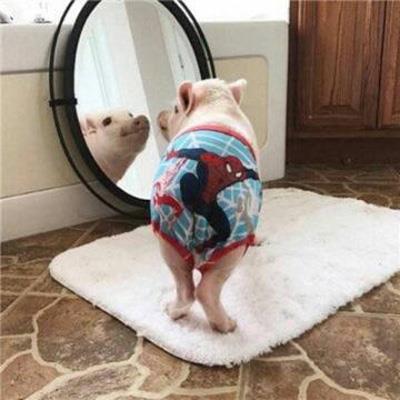 两只小猪猪可爱情侣秀恩爱头像图片大全