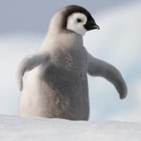 萌嘟嘟的小企鹅真实可爱头像图片大全